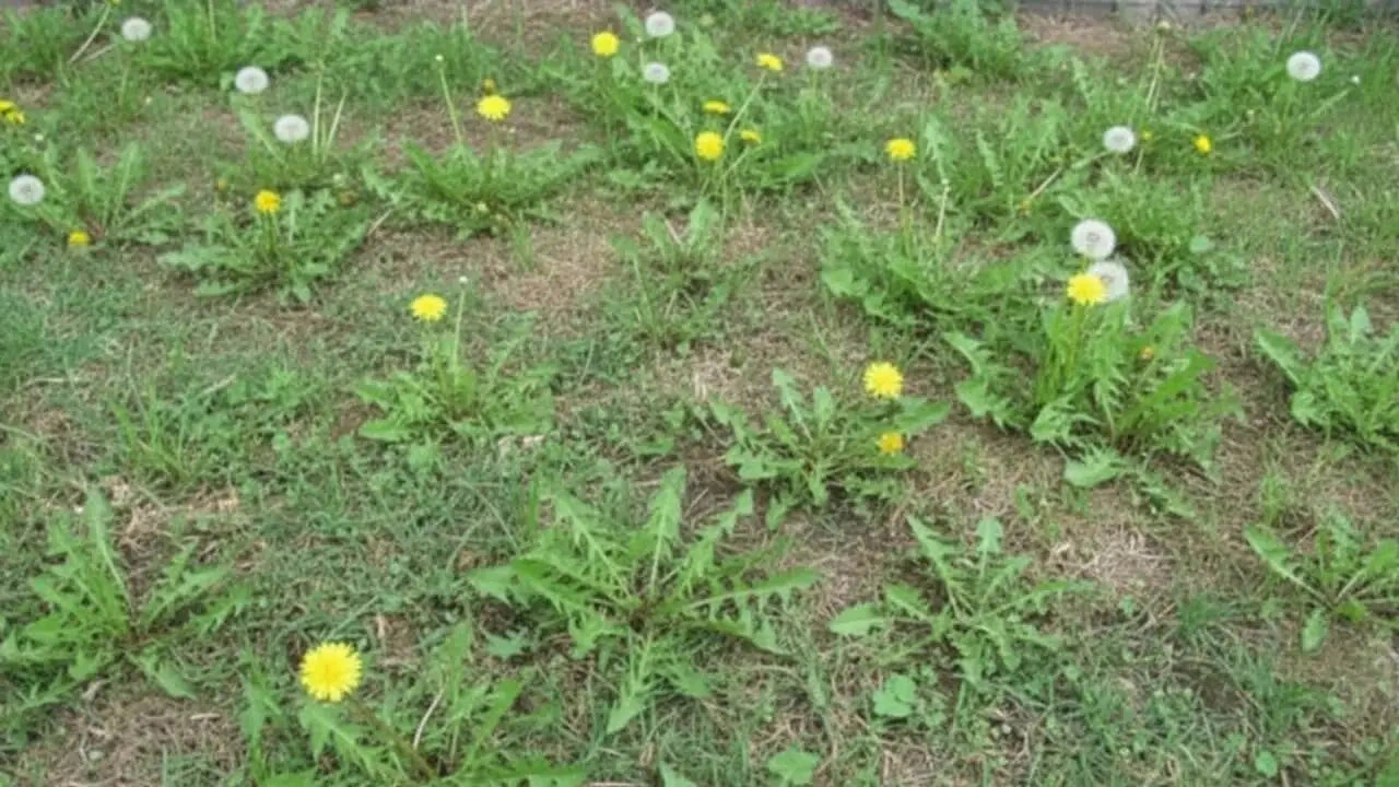 Des pissenlits dans une pelouse clairsemée, avec plusieurs fleurs jaunes et des aigrettes blanches.