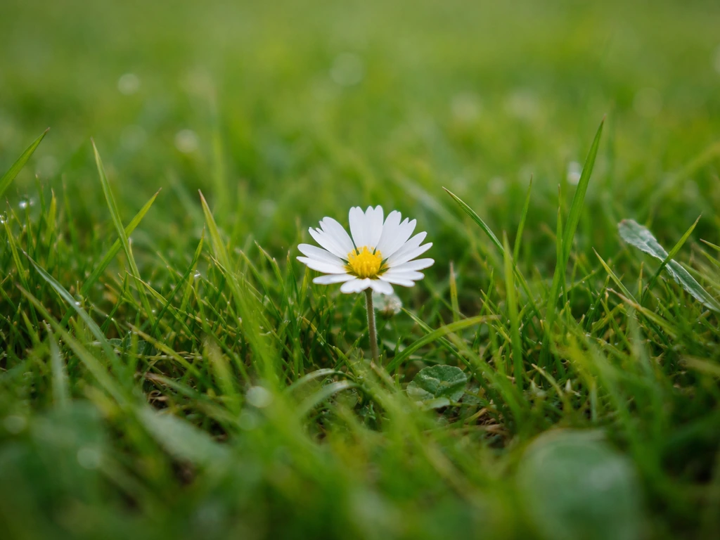 Gros plan d’une petite fleur blanche au milieu d’une pelouse, avec des brins d’herbe autour et arrière-plan flou.
