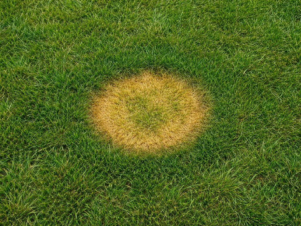 Pelouse avec une tache ronde d’urine jaune-brun bien délimitée et un pourtour vert foncé.