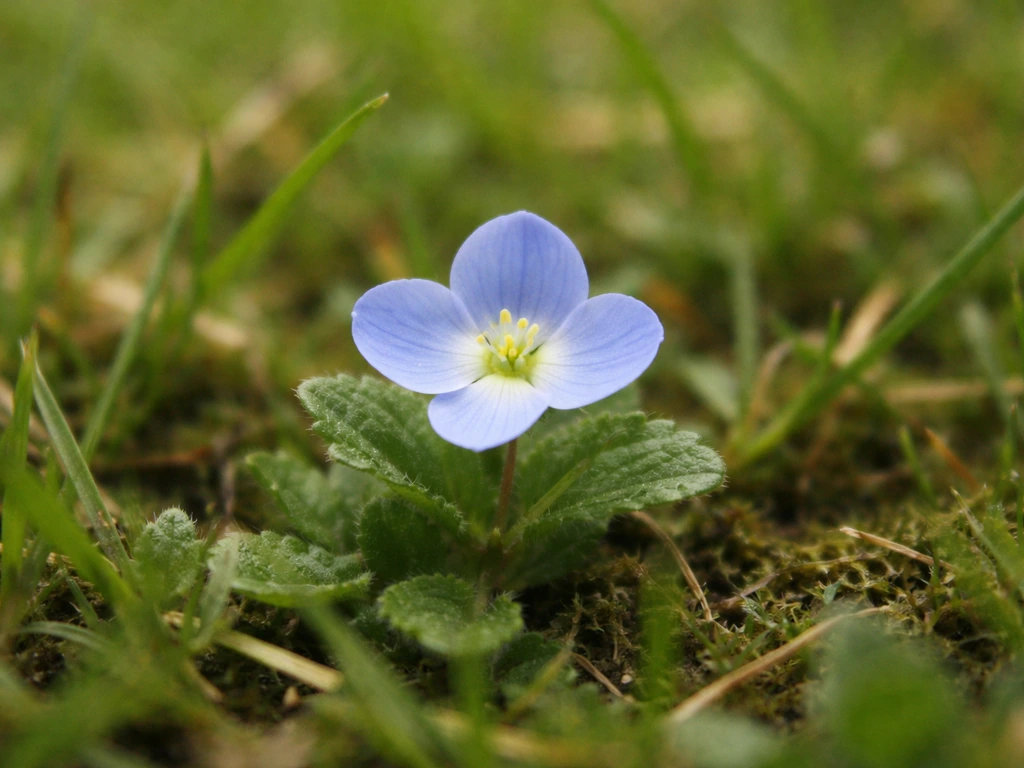 Gros plan sur une petite véronique à fleurs bleues dans une pelouse, centre clair visible.